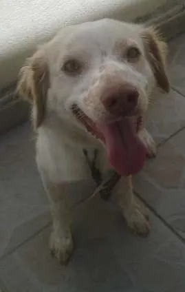 Cachorro ra a Indefinida idade 1 ano nome Mabele