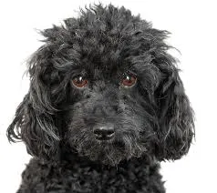 Cachorro ra a Poodle idade 3 anos nome neguinha