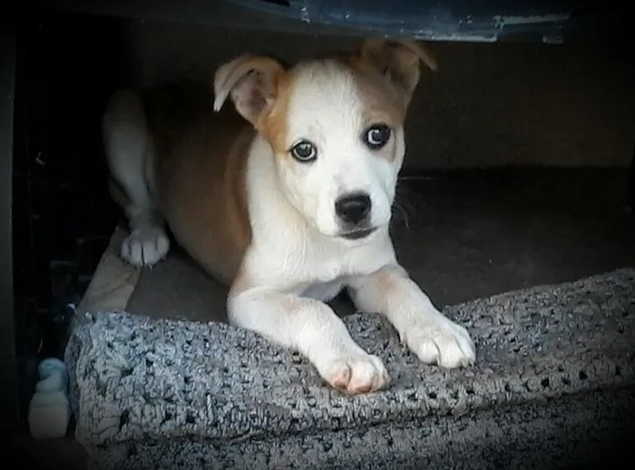 Cachorro ra a vira lata idade 2 a 6 meses nome Cacau