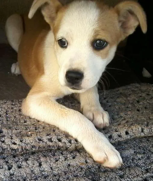 Cachorro ra a vira lata idade 2 a 6 meses nome Cacau