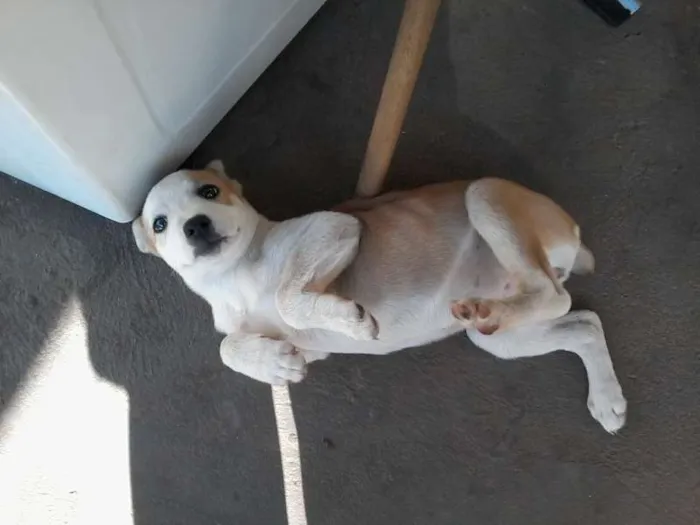 Cachorro ra a vira lata idade 2 a 6 meses nome Cacau
