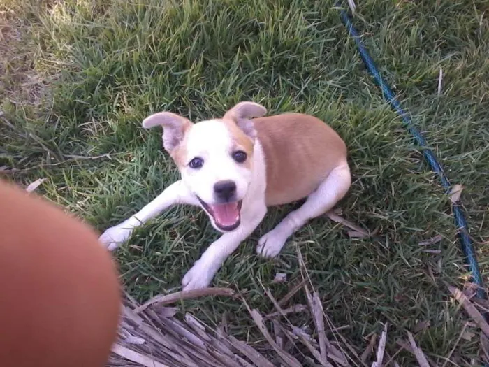 Cachorro ra a vira lata idade 2 a 6 meses nome Cacau