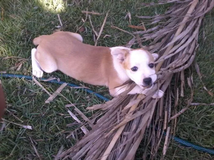 Cachorro ra a vira lata idade 2 a 6 meses nome Cacau