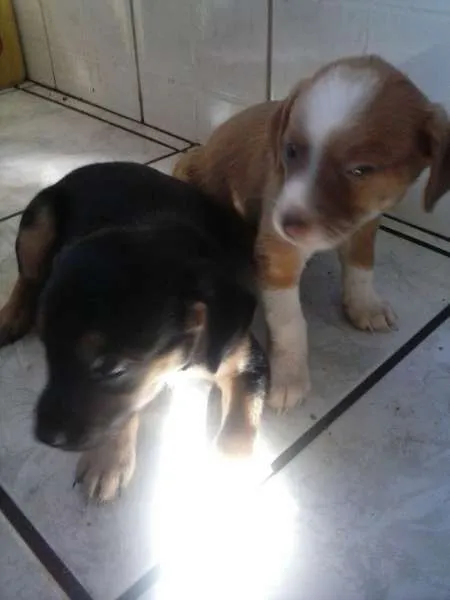 Cachorro ra a Vira Lata idade Abaixo de 2 meses nome Nenhum