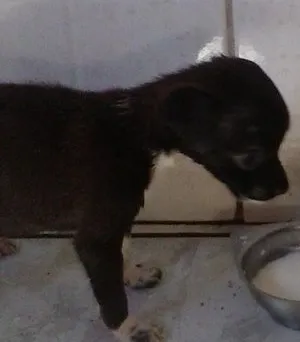 Cachorro ra a Vira Lata idade Abaixo de 2 meses nome Nenhum