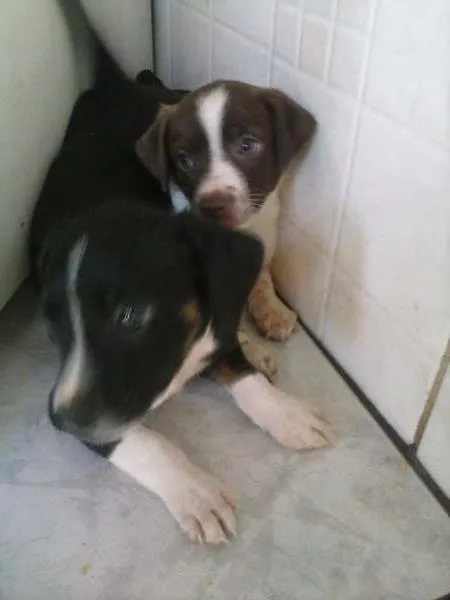 Cachorro ra a Vira Lata idade Abaixo de 2 meses nome Nenhum