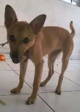 Cachorro ra a vira lata idade 2 a 6 meses nome Peppa