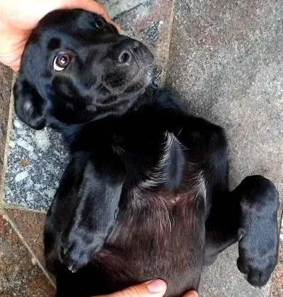 Cachorro raça Sem raça definida idade 2 a 6 meses nome Aminha