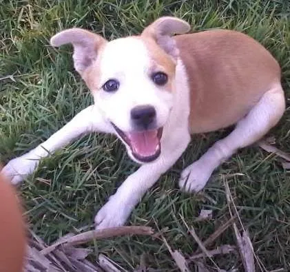 Cachorro ra a vira lata idade 2 a 6 meses nome Cacau