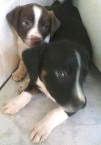 Cachorro ra a Vira Lata idade Abaixo de 2 meses nome Nenhum
