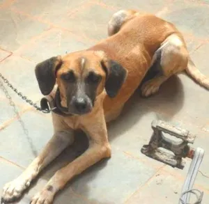 Cachorro raça  idade 2 anos nome Lady