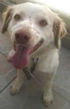 Cachorro raça Indefinida idade 1 ano nome Mabele