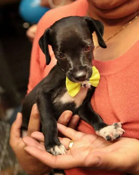 Cachorro ra a SRD idade Abaixo de 2 meses nome Huguinho