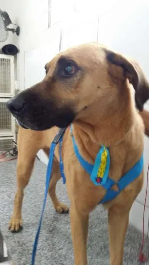 Cachorro raça SRD idade 4 anos nome SCOOB