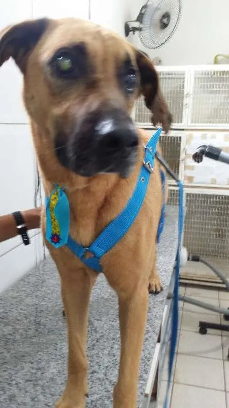 Cachorro ra a SRD idade 4 anos nome SCOOB