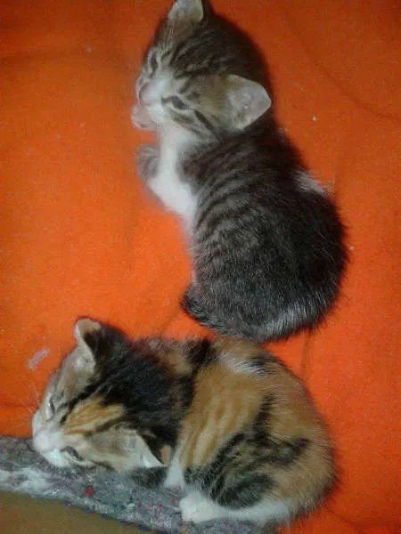 Gato ra a SRD idade  nome VALENTINA, FOFA & BELA