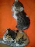 VALENTINA, FOFA & BELA
