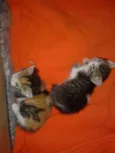 VALENTINA, FOFA & BELA