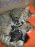 VALENTINA, FOFA & BELA