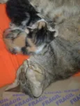 VALENTINA, FOFA & BELA