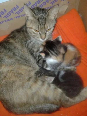 Gato raça SRD idade  nome VALENTINA, FOFA & BELA