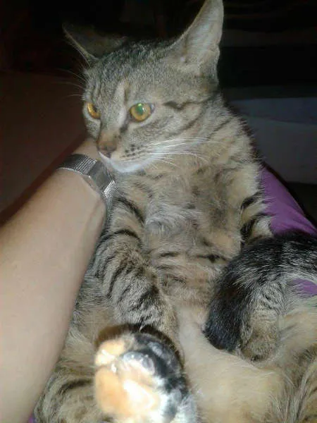Gato ra a SRD idade  nome VALENTINA, FOFA & BELA