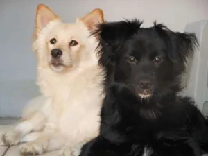 Cachorro raça Mestiças a Lulu da Pomerânia idade 2 anos nome Kemmy e Tutinha