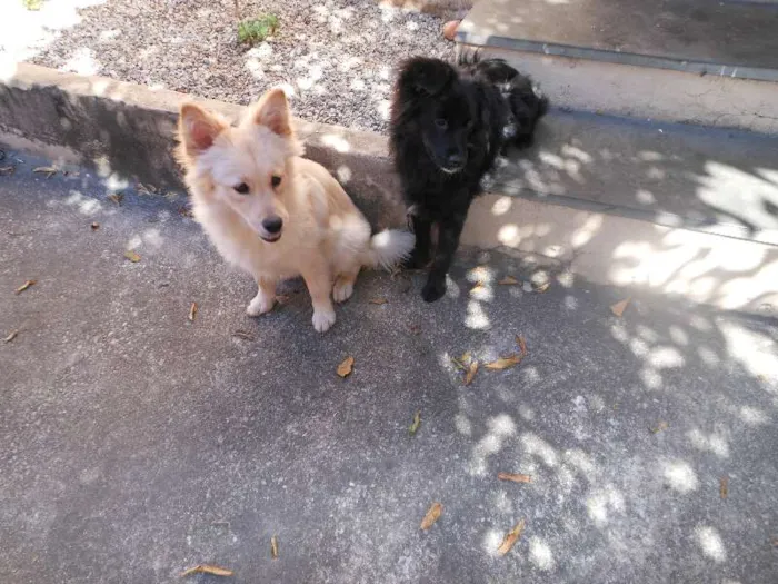 Cachorro raça Mestiças a Lulu da Pomerânia idade 2 anos nome Kemmy e Tutinha