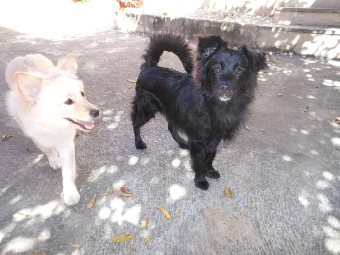 Cachorro raça Mestiças a Lulu da Pomerânia idade 2 anos nome Kemmy e Tutinha