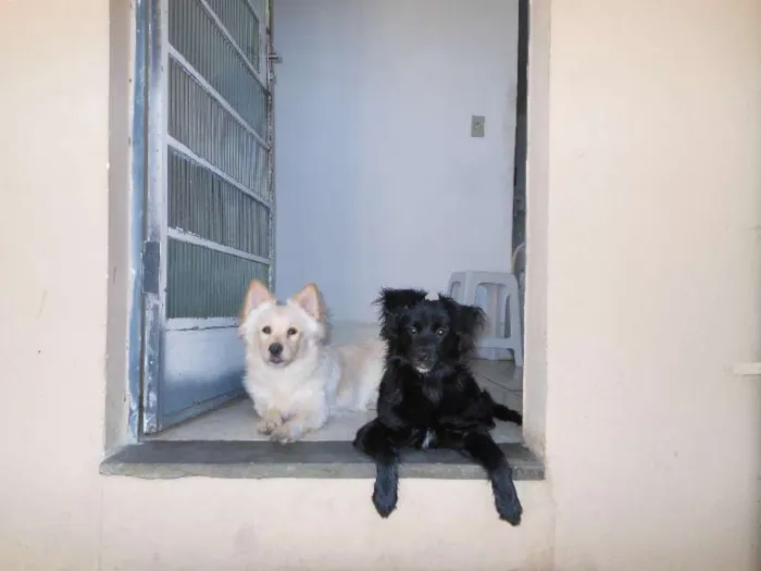 Cachorro raça Mestiças a Lulu da Pomerânia idade 2 anos nome Kemmy e Tutinha