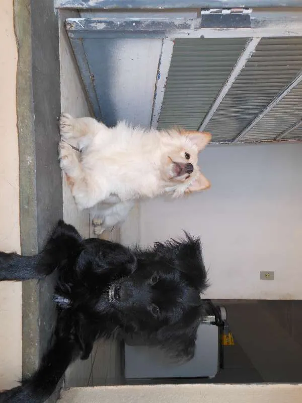 Cachorro raça Mestiças a Lulu da Pomerânia idade 2 anos nome Kemmy e Tutinha