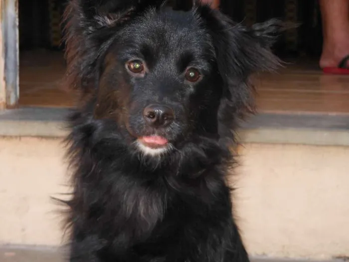 Cachorro raça Mestiças a Lulu da Pomerânia idade 2 anos nome Kemmy e Tutinha