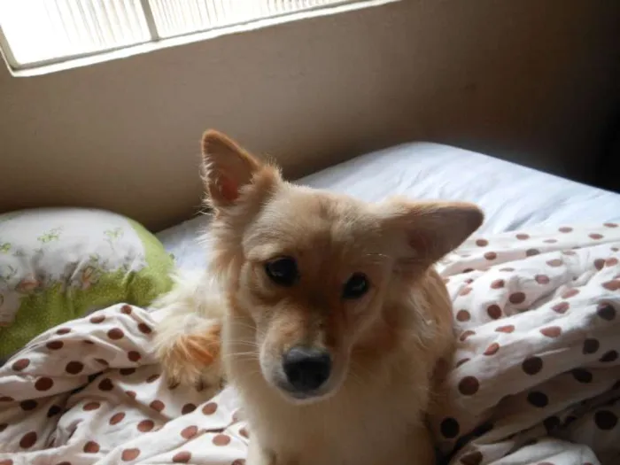Cachorro raça Mestiças a Lulu da Pomerânia idade 2 anos nome Kemmy e Tutinha