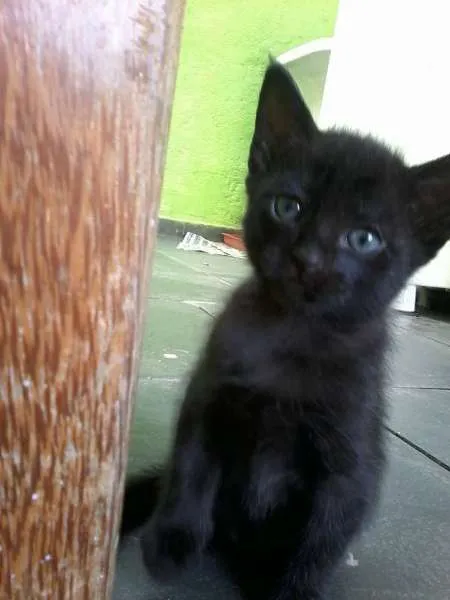 Gato ra a SRD idade 2 a 6 meses nome menina