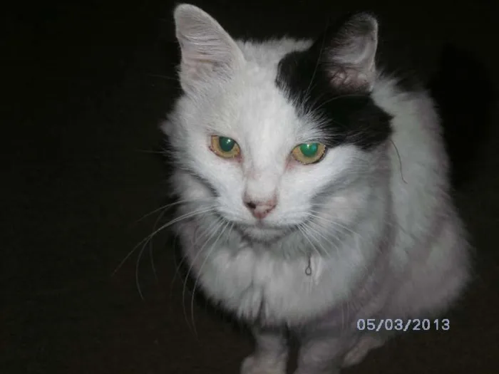 Gato ra a SRD idade 6 ou mais anos nome Mimi GRATIFICA