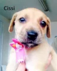 Cissi, Theo, Penelo