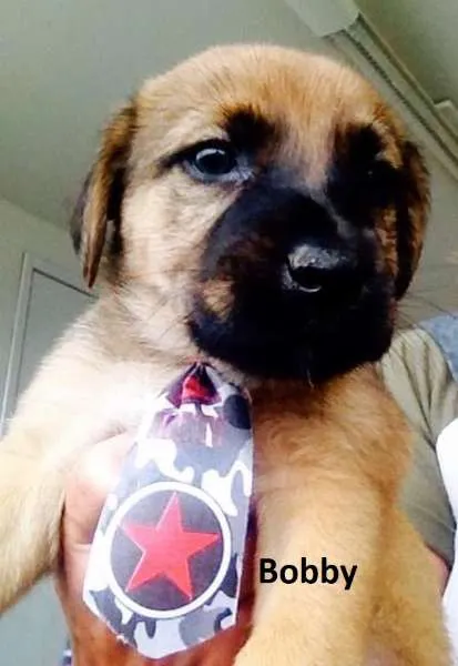 Cachorro ra a SRD idade  nome Cissi, Theo, Penelo
