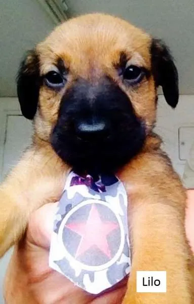 Cachorro ra a SRD idade  nome Cissi, Theo, Penelo