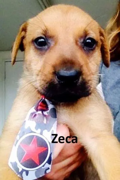 Cachorro ra a SRD idade  nome Cissi, Theo, Penelo
