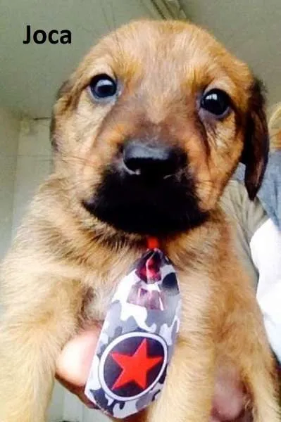 Cachorro ra a SRD idade  nome Cissi, Theo, Penelo