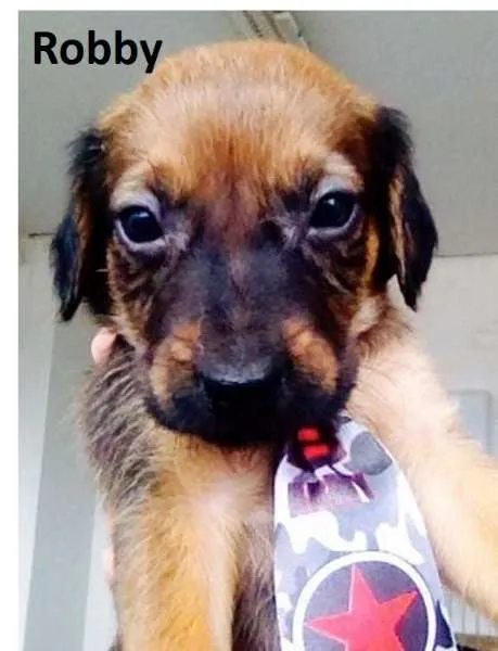 Cachorro ra a SRD idade  nome Cissi, Theo, Penelo