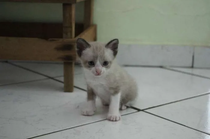 Gato raça SRD idade Abaixo de 2 meses nome Sem nome