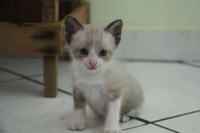 Gato raça SRD idade Abaixo de 2 meses nome Sem nome