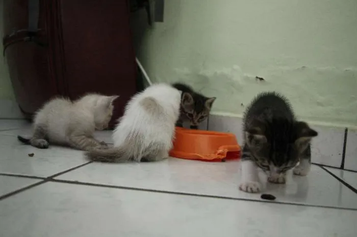Gato raça SRD idade Abaixo de 2 meses nome Sem nome