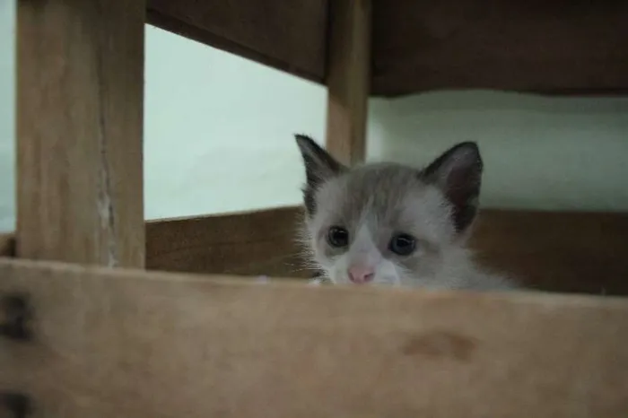 Gato raça SRD idade Abaixo de 2 meses nome Sem nome