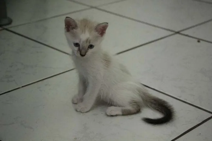 Gato raça SRD idade Abaixo de 2 meses nome Sem nome