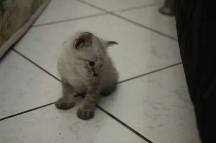 Gato raça SRD idade Abaixo de 2 meses nome Sem nome