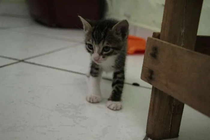 Gato raça SRD idade Abaixo de 2 meses nome Sem nome