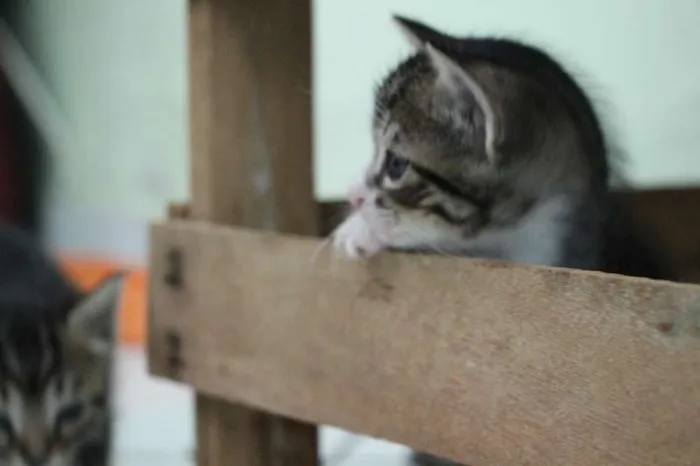 Gato raça SRD idade Abaixo de 2 meses nome Sem nome