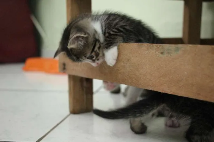 Gato raça SRD idade Abaixo de 2 meses nome Sem nome